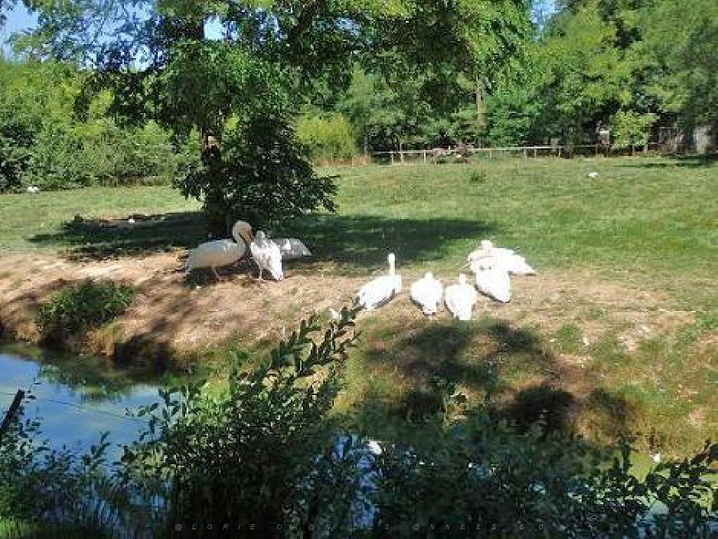 101PARC AUX OISEAUX DANS L AIN 2016 1_000050.jpg